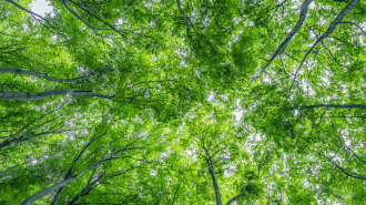 A brightly lit green tree canopy.